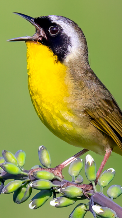 Merlin Bird ID by Cornell Lab App Store screenshot 2